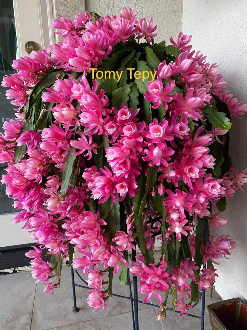 Rare Epiphyllum German Empress Orchid Cactus 2 Cuttings 8-10 | eBay