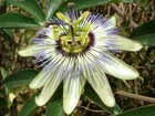 Passiflora caerulea | Jesus Flower | Hardy Passion Flower | Blue Crown | 25 Seed