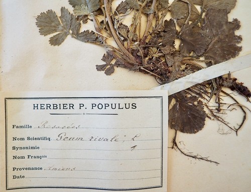 Botany - Plank Herbarium Xixth - Plants Dried - Rosaceae 3 - Picture 2 of 3