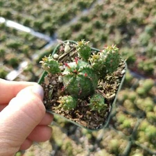 Euphorbia monstrose Succulent Plant