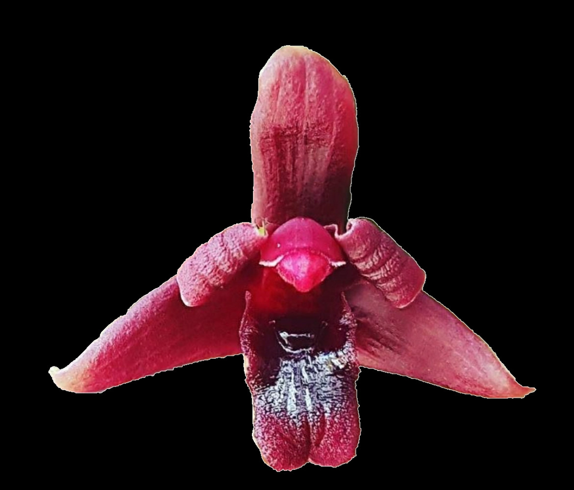 Maxillaria variabilis rouge plante rare d'exception pour collection