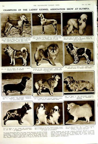 Antique Old Print 1950 Pope Pius Dogma Assumption Virgin Mary Olympia Dog 20th
