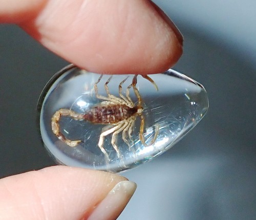 Cabochon Golden Scorpion Pear Shape (cut top) 25x17 mm Clear 12 pieces Lot - Picture 16 of 18
