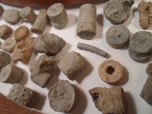 Crinoid 1 LB Lot 400 Million Years Old Fossil Collectors Discover Unique Explore - Picture 1 of 12