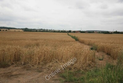 Foto 6x4 reifer Mais Kelham Blick weg von der Nebenstraße auf dem Kelham c2010