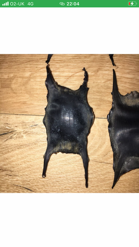 Mermaids Purse X 10, Shark egg case, sea life, marine curiosity, witchcraft. - Picture 2 of 2