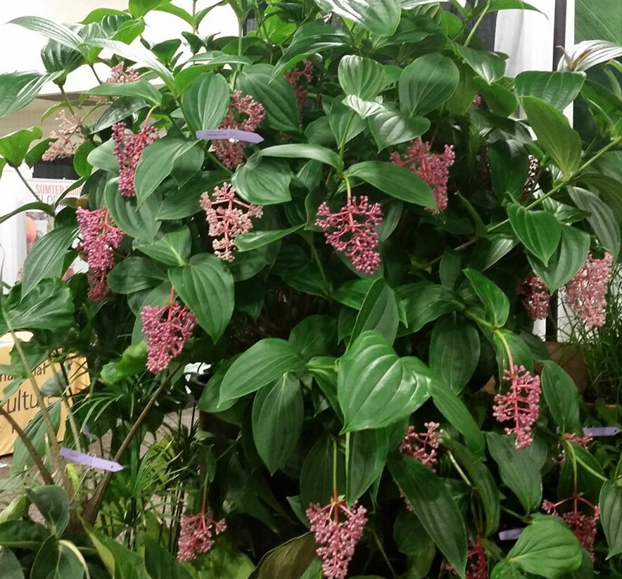 Medinilla Myriantha