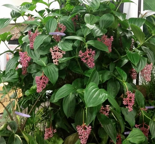 Medinilla Myriantha "Malaysian Orchid" Live Flowering Plant AKA Malaysian Grapes - Picture 7 of 10