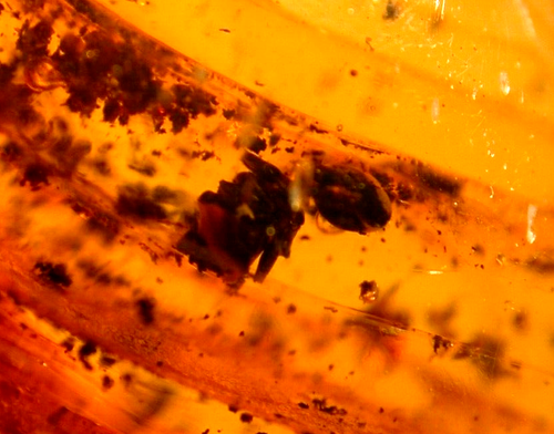 GIANT Extinct Mastotermes Termite with Square Head Ant in Dominican Amber Fossil - Picture 9 of 18