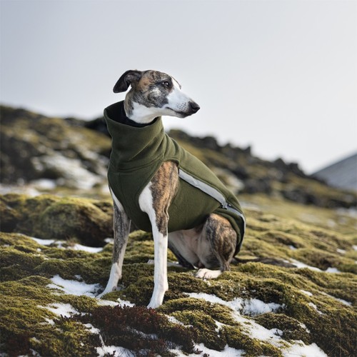 Giacca in Pile - Maglione Greyhound Whippet - Galgo, Saluki - con Cerniere - Verde - Foto 2 di 5
