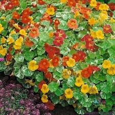 50 Alaska Mix Nasturtium Seeds for Garden Planting - USA - FAST SHIPPING