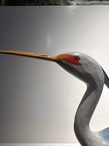 Beautiful Wood Heron - Picture 6 of 8