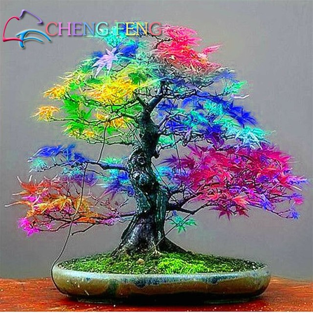 20 PCS Seeds Mini Mixed Colors Japanese Maple Tree Flores Bonsai Plants Garden B