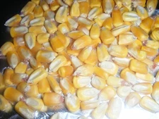 400 Hickory King Yellow Heirloom Corn Seeds Roasting Ears Grow in Yard or Garden