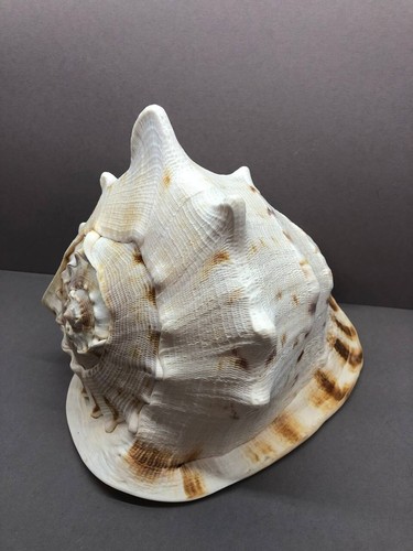 Cassis Cornuta 27 cm Large F+++, Sea shell, Horned helmet, Cassidae, home decor - Picture 7 of 18