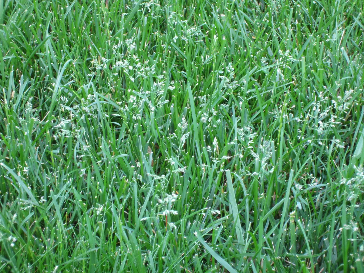 Bermuda Grass seed lawn seed 5 Kg to 50 kg Seeds