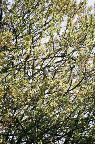 Minolta Maxxum AF Zoom 100-200mm 1:4.5 Lens Film Tested Minolta A Mount - Picture 17 of 21