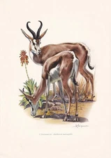 1960 SPRINGBOK Print - Vintage Animal Wall Art - Mammal - 7.5 x 10.6 Inches