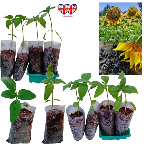 Sunflower Plug Plants | Stems Height are about 50–80cm | Grows Up to 2M (6.5ft)P - Picture 55 of 82