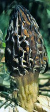BLACK MOREL mushroom spores/ spawn mycelium on dried seeds