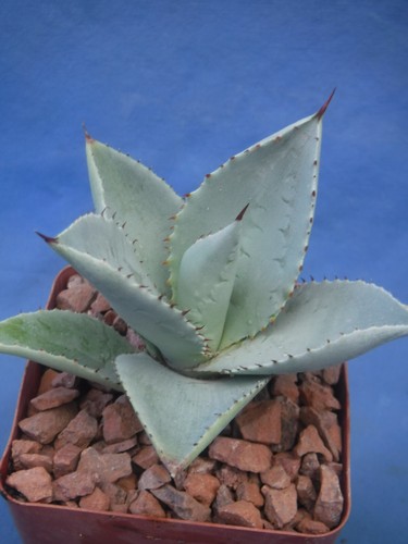 Agave pygmaea "Dragon Toes" Great Leaf Impressions! STARTER PLANTS! 3"-4" Wide - Picture 2 of 10