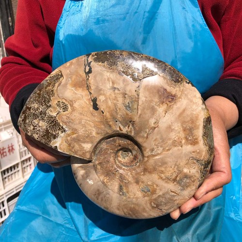 5.23LB Natural Large Beautiful Ammonite Fossil Conch Crystal Specimen Healing - Picture 12 of 13