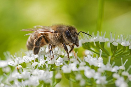 Blumenwiese  13000 Samen 10g Bienen Mischung mit Kräutern Wildblumen Bienenweide - Bild 2 von 3