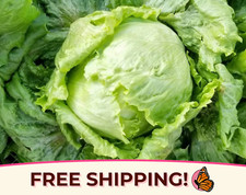 5000 Lettuce Seeds 'Crisped Iceberg'  Heirloom, Non-GMO, Vegetable Garden Seed