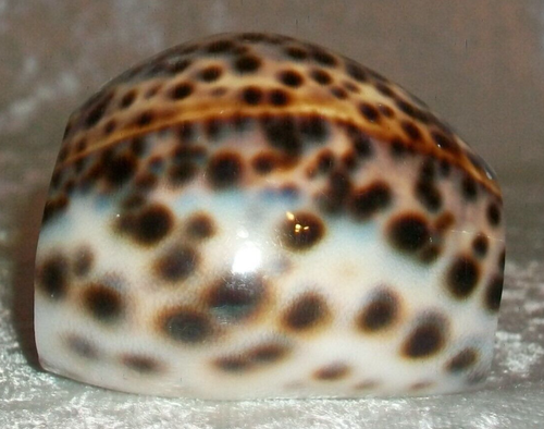 New Brown Tiger Spotted Cowrie Sea Snail Seashell Shell Dinner Napkin Rings Set - Picture 4 of 8