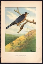 1926 Vintage Color Bird Print The Sharp-Shinned Hawk