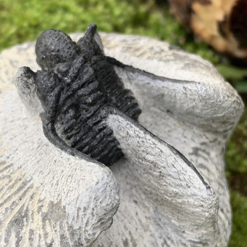 Fossil Cyphaspis Trilobite, Devonian - Trilobite, Morocco - Picture 7 of 12