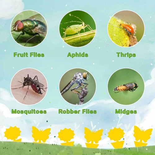20pcs Sticky Fruit Fly Traps, Fungus Gnat Killer Trap use for Indoor Outdoor - Picture 16 of 23
