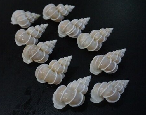 Epitonium scalare 40-44 mm F+++ set of 10 pcs Angelic wentletrap - Picture 2 of 7