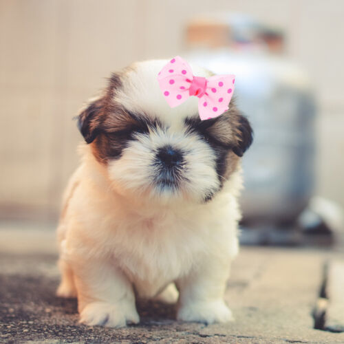6 Pcs Yorkie Hair Bows Dog Hair Bows Dog Bows Small Dogs Hair Dog Bows Clips