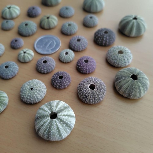 Sea urchin shell Natural Sea Shell Art Craft From Japan - Picture 3 of 7