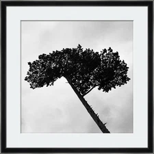 British Pine Tree — Fine Art Photography Print | Nature / Wall Art | 30×30 cm