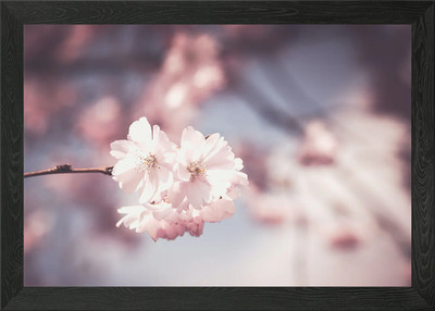 Kirschblüte Blume gerahmtes Wandbild Poster Leinwanddruck Bild
