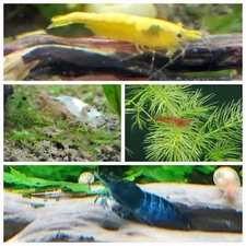 20 + extra Skittle Pack (Red, White, Blue & Yellow) Neocaridina Shrimp