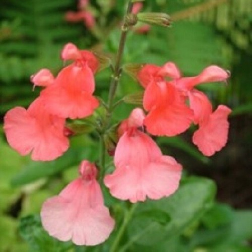 PERENNIAL SALVIA PLUG PLANTS PICK + MIX PAY ONLY ONE POSTAGE COST MIXED FLOWERS - Picture 38 of 88