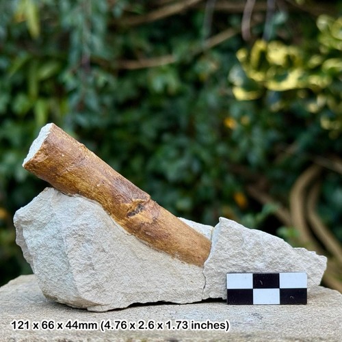 SELTENER Baculites Fossil Ammonit - Sciponoceras baculoides, Niederkenomanisch, - Bild 1 von 3