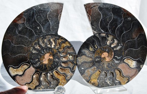 Par grande de cristales profundos de amonita negra 110 myo FÓSIL XXL 153 mm 6,1" 9314ee - Imagen 6 de 6