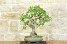 Bonsai di Gelso (62)