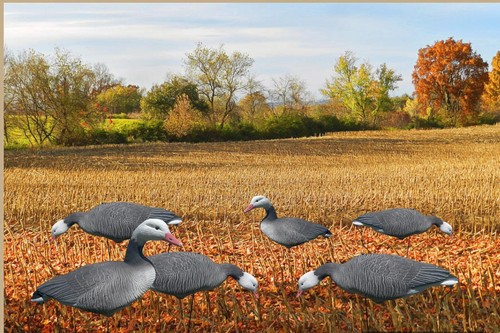 Blue Goose Full Body Decoys - 12 pack Blue goose decoys Snow Goose - Picture 2 of 3