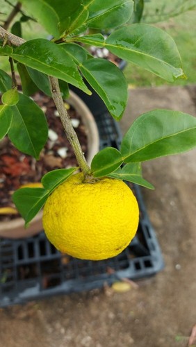 YUZU CITRUS PLANT-RARE CITRUS-GRAFTED DWARF FRUIT TREE-JAPANESE CITRUS SHRUB - Picture 7 of 16