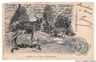 CAR-AFTP7-0293-52 - Les hotes foret de CHATEAUVILLAIN