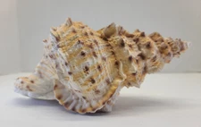 Frog Snail Shell Conch Horn Seashell Beach Ocean Decor 10" Tutufa Plaster Cast