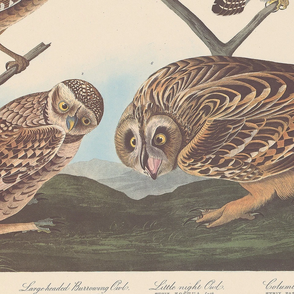 Audubon Amsterdam Ed Dbl Elephant Folio lithograph Pl  432 Burrowing Owl - Image 2 of 2