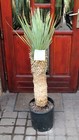 Yucca rostrata aus Mexiko, 120cm / 60cm Stamm, Gewurzelt!