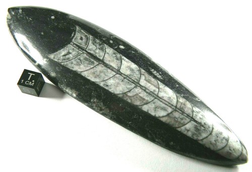 Orthoceras Fossil Polished Morocco 161.19 grams 6 3/4 inches Long - Picture 4 of 4