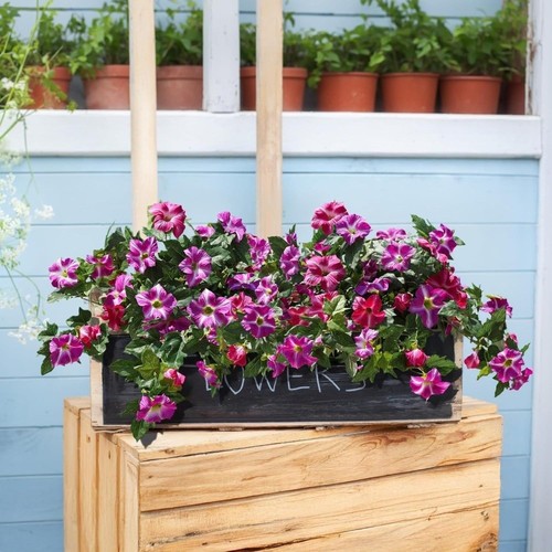 Realistic Artificial Petunias Flowers UV Resistant Faux Petunias Balcony - Picture 3 of 14